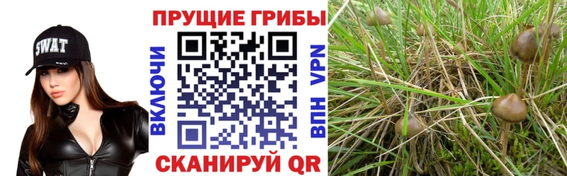 OMG онион  shop клад  Галлюциногенные грибы мицелий  Пущино 